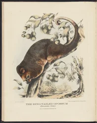 Mammals of Australia (Krefft) Nla.obj-33627803-8 La zarigüeya de cola anillada