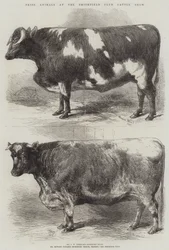 Animales Premiados en la Exposición de Ganado del Club Smithfield