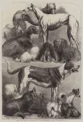 Perros premiados de la Exposición en el Agricultural Hall, Islington