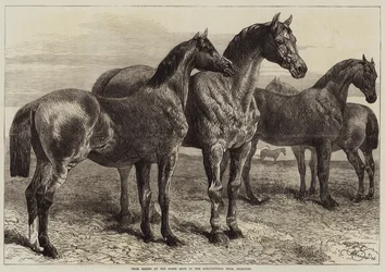 Caballos premiados en la exposición de caballos en el Agricultural Hall, Islington