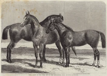 Caballos premiados en la exposición de caballos en el Agricultural Hall, Islington