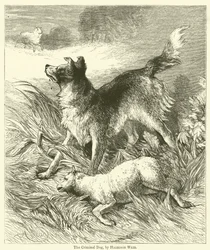 El perro criminal