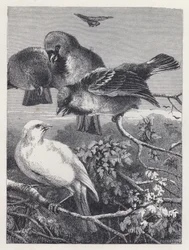 El Canario Perseguido