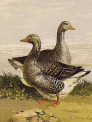 Gansos de Toulouse