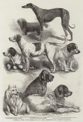 Ganadores de premios en la Exposición Internacional de Perros, Salón Agrícola, Islington