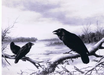 Cuervos en invierno