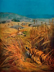 Tigres - El terror de las aldeas indias, 1913