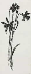Narcisos