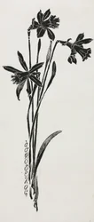 Narcisos
