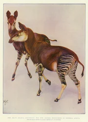 El okapi (Ocapia Johnstoni), el nuevo animal descubierto en África Central