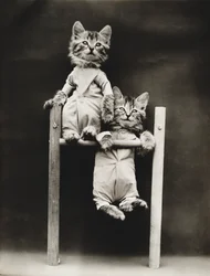Serie Gatitos: Haciendo ejercicio, c.1914 (grabado en plata)