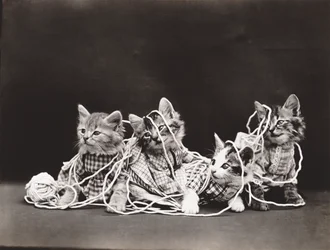 Serie Gatitos: Tangled in Yarn, c.1914 (grabado en plata)