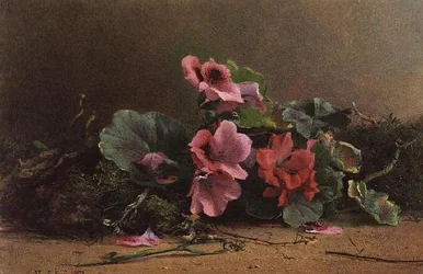 Un estudio de geranios