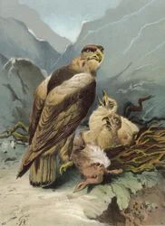 Águila y sus crías