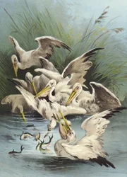 Pelícanos alimentándose