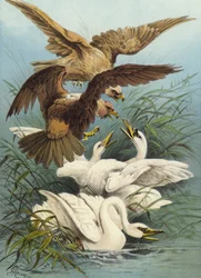 Cisnes y Águilas