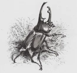El Insecto: Escarabajo