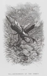 El Insecto: Instrumentos del Insecto