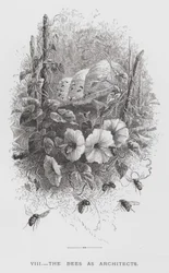 El insecto: Las abejas como arquitectas