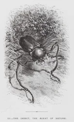 El insecto: El insecto, el agente de la naturaleza