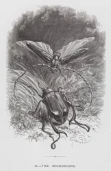 El Insecto: El Microscopio