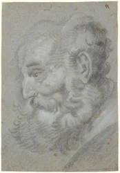 Cabeza de anciano, perfil hacia la izquierda