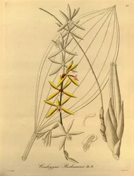  Coelogyne rochussenii