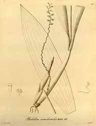 Ilustración de Pholidota camelostalix
