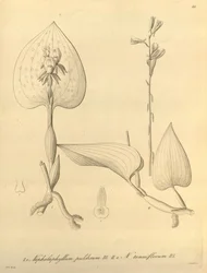 Este archivo procede de la Biodiversity Heritage Library, y está disponible en línea en biodiversitylibrary.org/page/696488