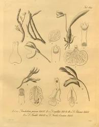 Este archivo procede de la Biodiversity Heritage Library, y está disponible en línea en biodiversitylibrary.org/page/698365