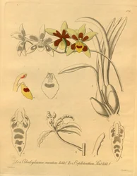 Este archivo procede de la Biodiversity Heritage Library, y está disponible en línea en biodiversitylibrary.org/page/698370