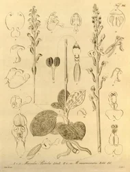 Este archivo procede de la Biodiversity Heritage Library, y está disponible en línea en biodiversitylibrary.org/page/696496