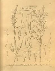 Este archivo procede de la Biodiversity Heritage Library, y está disponible en línea en biodiversitylibrary.org/page/698375