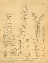 lustraciones de Appendicula kuhlii