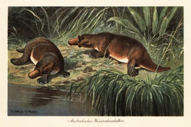 Ornitorrinco, Ornithorhynchus anatinus, en la orilla de un río.