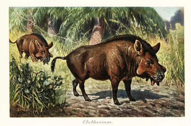 Entelodon, género extinto de artiodáctilos entelodóntidos, 1908