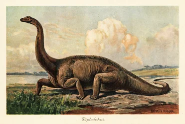 El extinto Diplodocus longus en las llanuras.