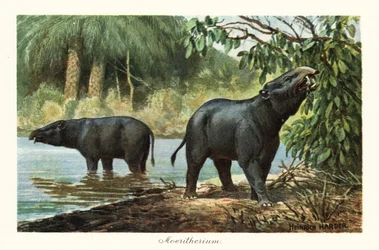Moeritherium, género extinto de proboscídeo del Eoceno. ,1908 (Imprimir)