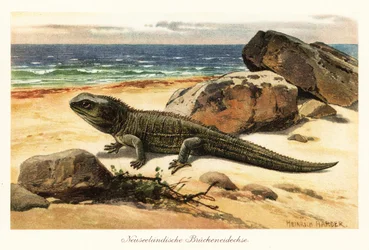 Tuatara vulnerable, Sphenodon punctatus, en la orilla.