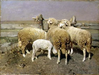 Ovejas en un corral