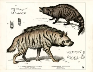 Civet africano y hiena rayada con detalles anatómicos