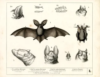 Especies de murciélagos con detalles anatómicos