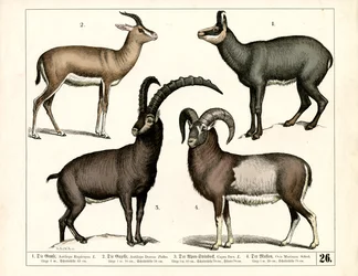 Gamuza, gacela, íbice y muflón