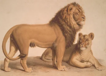 El león / Felis Leo