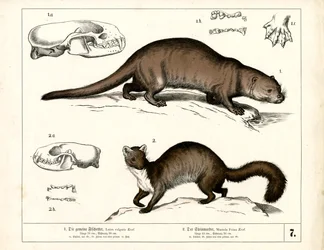 Nutria europea y garduña con ilustraciones anatómicas