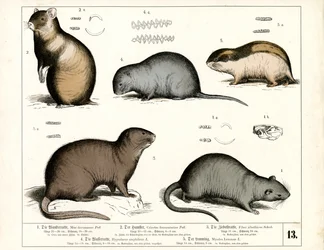 Roedores europeos: Ratas y topillos
