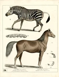 Caballo y cebra con detalles anatómicos