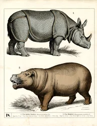 Rinocerontes e hipopótamos indios