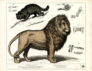 León y gato montés con detalles anatómicos
