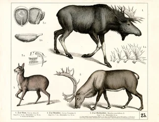 Especies de ciervo del norte y ciervo almizclero
